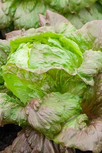 بذور خس جبل الجليد الأحمر