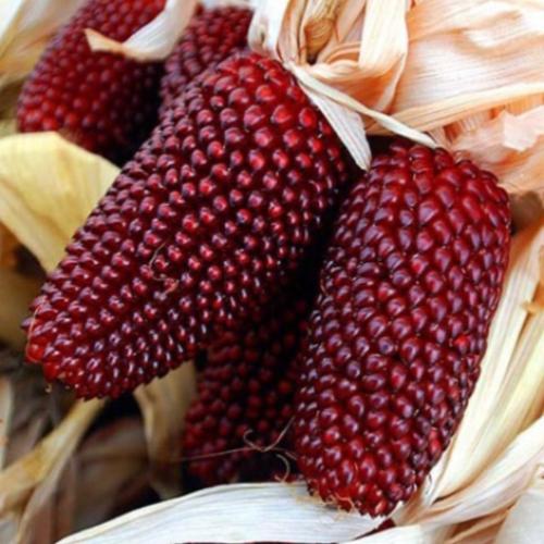 بذور ذرة Popcorn Strawberry موروثة