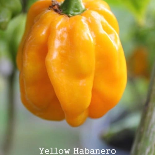 بذور فلفل حار هابانيرو الكاريبي الأصفر
