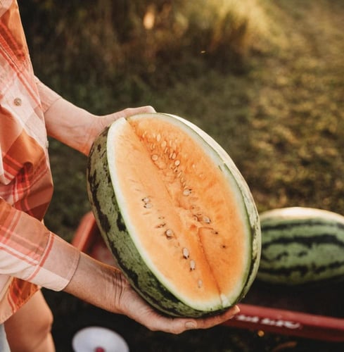 بذور بطيخ Orangeglo