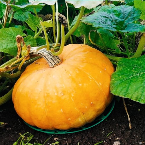 بذور يقطين عضوي معتمدة Quintale