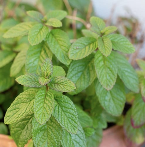 بذور النعناع المدبب Spearmint