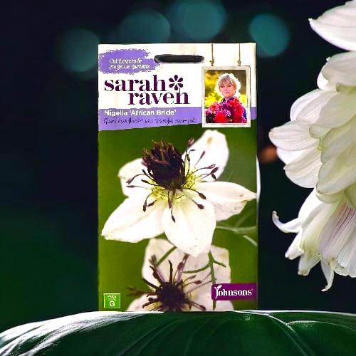 بذور زهرة الضباب ( العروس الأفريقية )