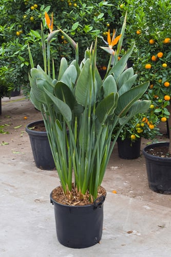 بذور نبات عصفور الجنة ( زينة )