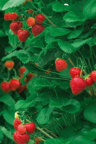 بذور فراولة متسلقة رامبيكانتي