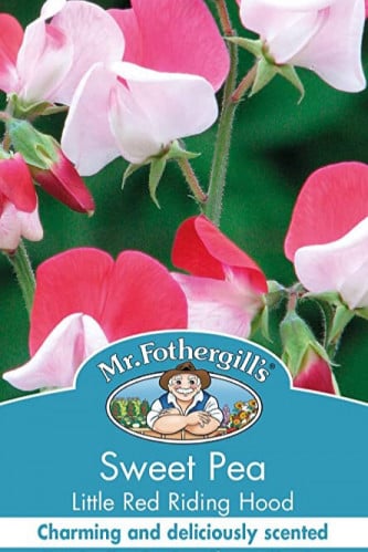 بذور زهرة البازلاء الحلوة sweet pea