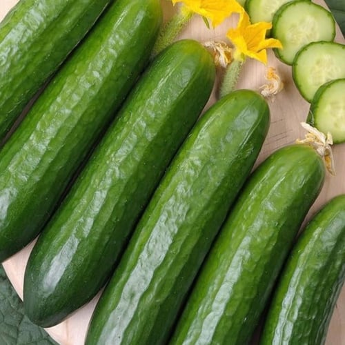 بذور خيار ماركتر