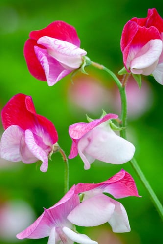 بذور زهرة البازلاء الحلوة sweet pea