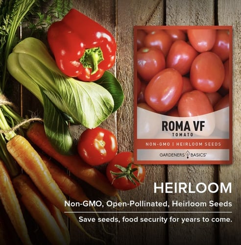 بذور طماطم روما VF