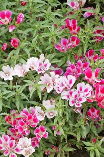 بذور زهرة جوديتيا القزمية