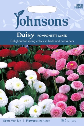 بذور زهرة الأقحوان pomponette mixed
