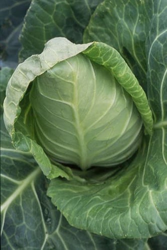 بذور ملفوف قري هاوند