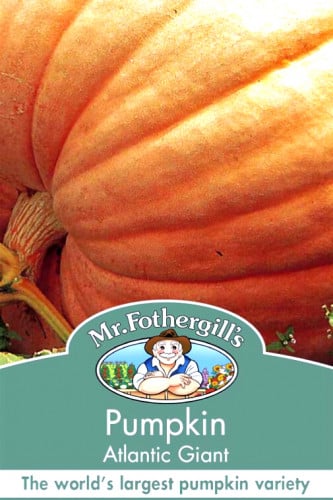 بذور قرع امريكي عملاق اتلانتيك