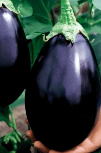 بذور باذنجان بلاك بيوتي