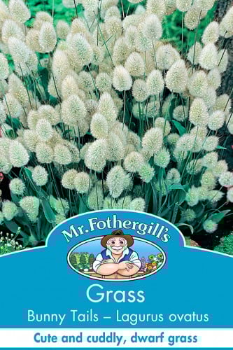 بذور حشائش ذيل الأرنب