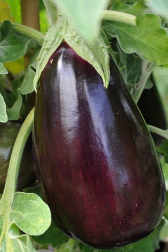 بذور باذنجان بلاك بيوتي