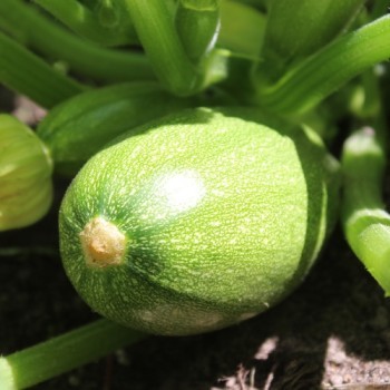 بذور كوسة بولونيز