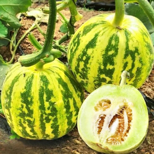 بذور شمام المسك المخطط