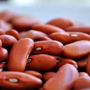 بذور اللوبيا الحمراء