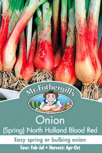 بذور بصل شمال هولندا