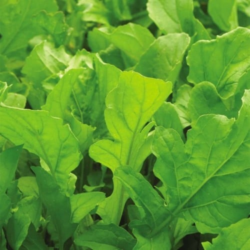 بذور جرجير إيطالي