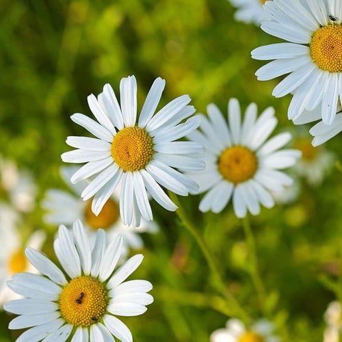 بذور زهرة الأقحوان عين الثور