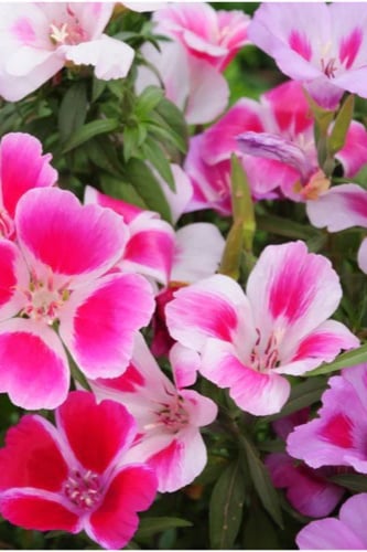 بذور زهرة جوديتيا القزمية