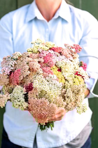 بذور أخيليا ( توت الصيف )