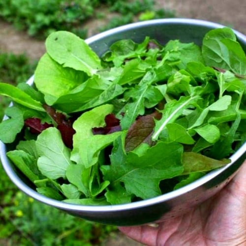 بذور جرجير إيطالي