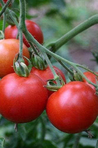 بذور طماطم ماتينا عضوية