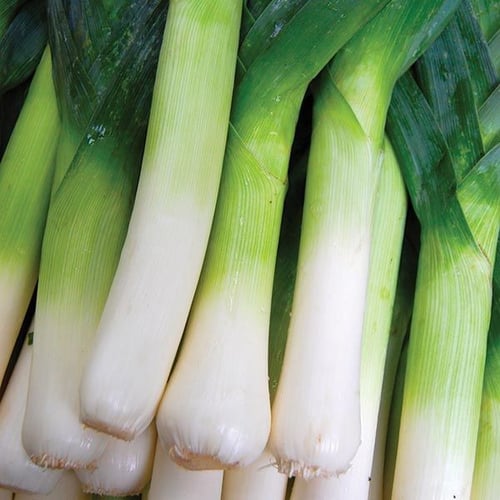 بذور بصل أخضر carentan 3