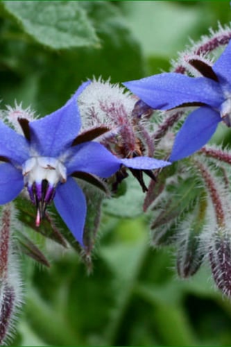 بذور لسان الثور Borage