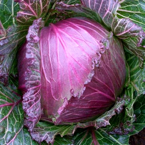 بذور ملفوف ملك يناير 3