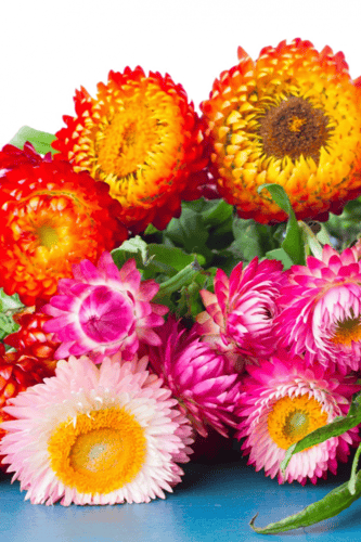 بذور زهرة الخلود ( هليكريزم ) Double Mixed