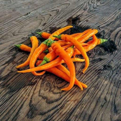 بذور فلفل برتقالي KSP f1