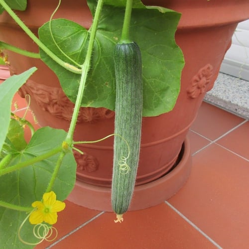 بذور قثاء إرث إيطالي