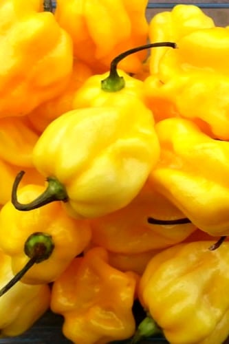 بذور فلفل (قنبلة جون)