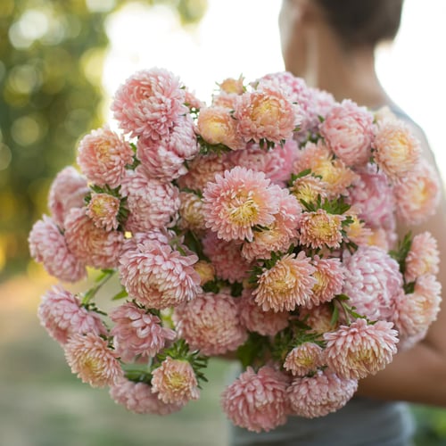 بذور ( برج الشمواه ) زهرة استر