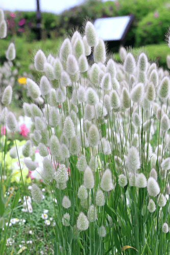 بذور حشائش ذيل الأرنب