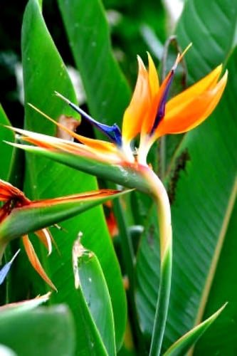 بذور نبات عصفور الجنة ( زينة )