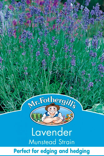 بذور زهرة اللافندر مونستد