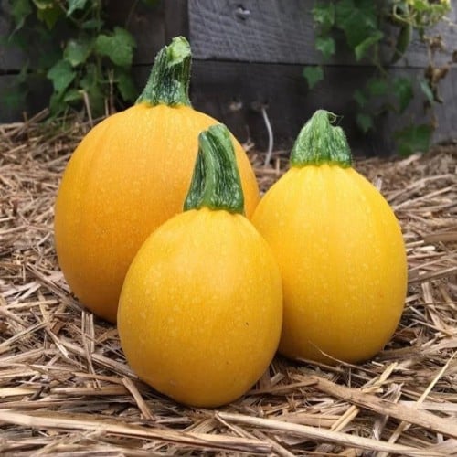 بذور كوسة صفار البيض f1