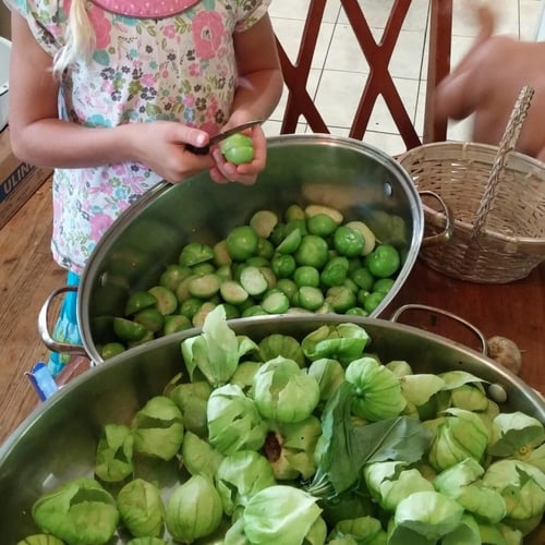 بذور توماتيللو توما فيردي