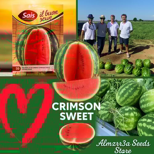 بذور بطيخ كريمسون سويت إيطالية