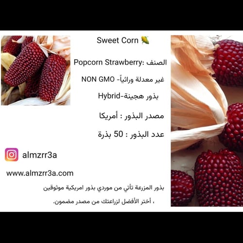 بذور ذرة Popcorn Strawberry موروثة