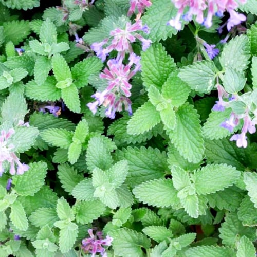 بذور نعناع القط ( كاتنيب ) Catnip