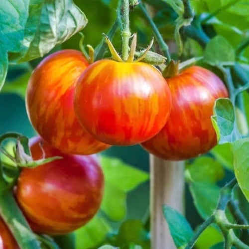 بذور طماطم تايجريلا