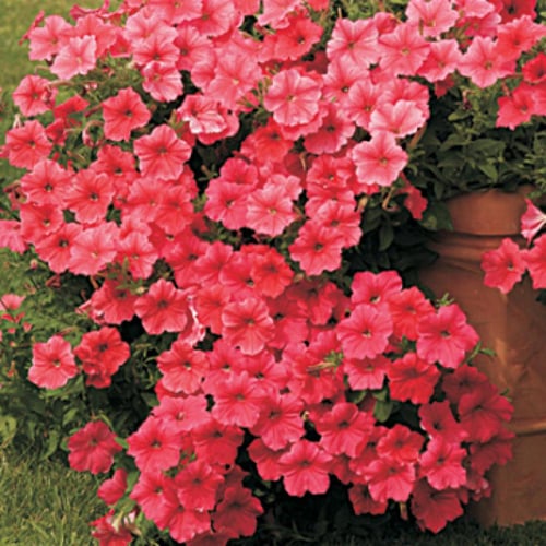 بذور أزهار بتونيا (سورفينيا) فيلفيت إتش سالمون شاي...