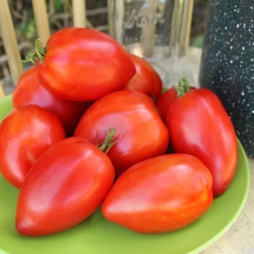 بذور طماطم الأميش موروثة Amish Paste