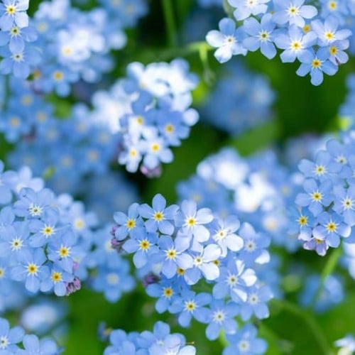 بذور زهرة لا تنساني الزرقاء